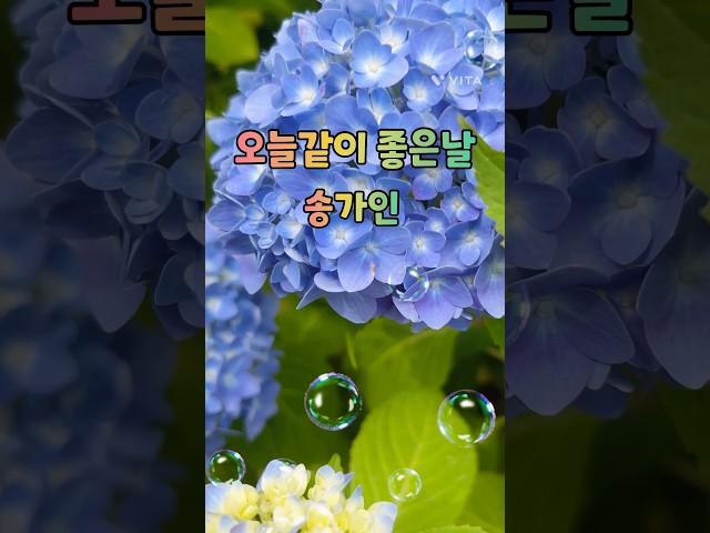 수국이 이쁘게 피었네요.~ 오늘같이 좋은날-송가인 #쇼츠 #shorts #오늘같이좋은날 #송가인 #수국 #갱년기 #건강한중년 #갱년기극복 #건강 #건강관리