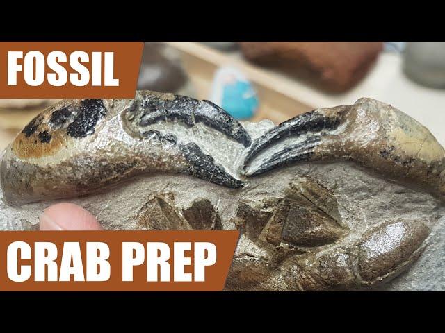 Exposing a difficult crab fossil - 25 hours of work in 4 minutes of video
