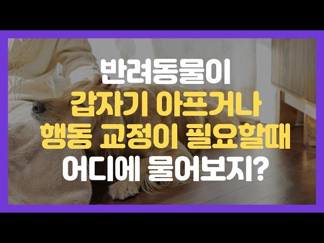 AI기반 반려동물 강아지 고양이 실시간 건강상담 수의사앱 AI펫닥터