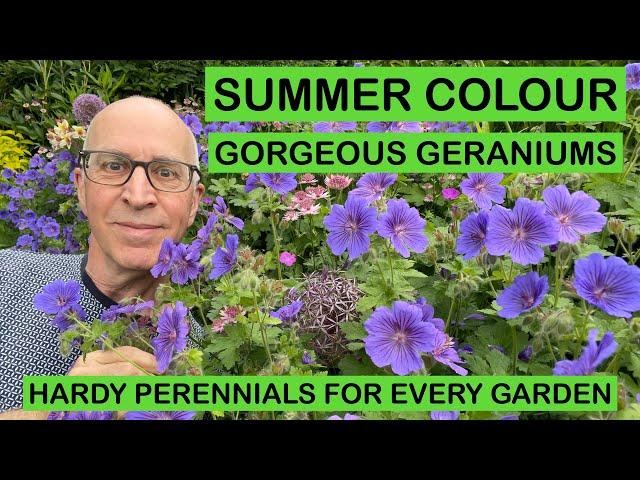 SUMMER COLOUR – GORGEOUS GERANIUMS – HARDY PERENNIALS FOR EVERY GARDEN