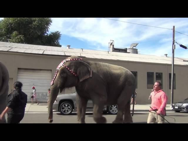 Elephant Shows Fear of Ringling Bros. Circus Handler August 29, 2015