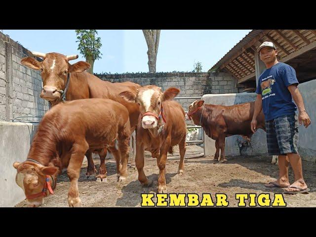 SAPI BERANAK KEMBAR TIGA || KABAR TERBARU KAKAK RADEN KONDO‼️