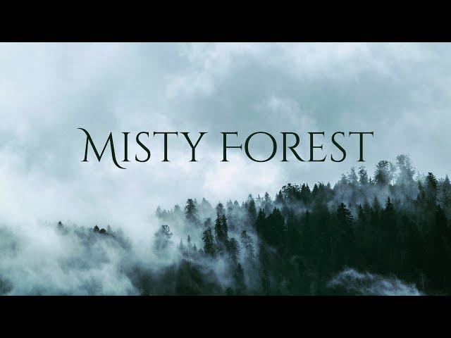 Misty Forest Ambience and Music | forest in drizzle with ambient fantasy music #ambientmusic