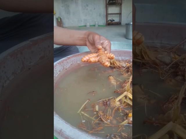 Learn easy steps to clean turmeric