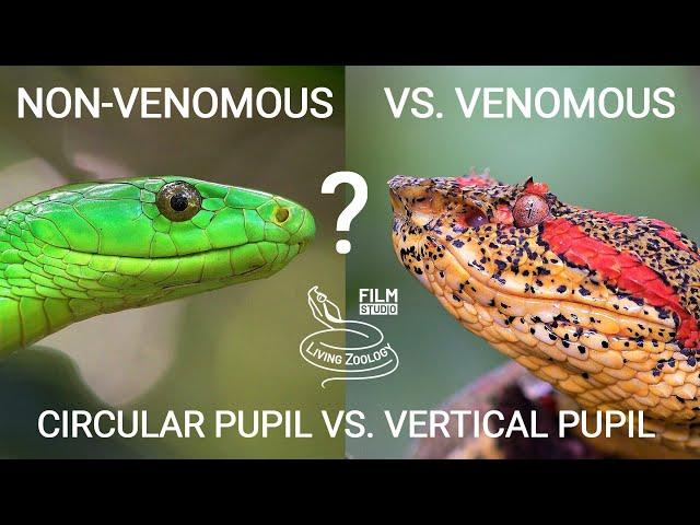 Deadly venomous snakes and eyes, vertical and circular pupil, many snake species from the world