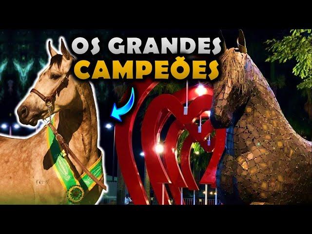 OS GRANDES CAVALOS CAMPEÕES DA NACIONAL DO MANGALARGA MARCHADOR