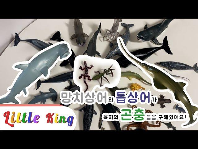 망치상어와 톱상어가 육지의 곤충들을 구해줬어요! ㅣseaanimal and insect ㅣ Hammer shark and Saw Shark saved Insects!ㅣ 리틀킹