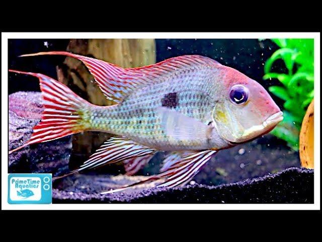 55 Gallon Fish Tank Stocking Ideas: Some Cool Center Piece Fish!