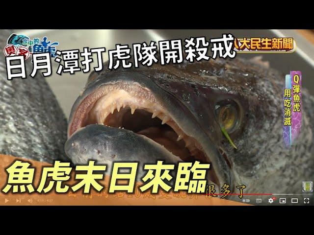 日月潭魚虎末日來臨 打虎隊大開殺戒 |【水中的奧客魚虎】| 2022092101 @gtvnews27