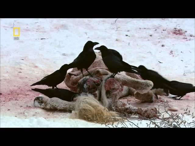 National Geographic Wild Russia Siberia HD Nature Documentary