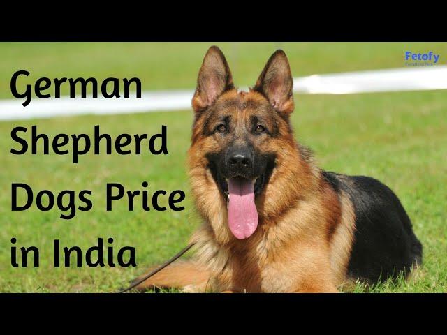 German Shepherd Dogs Price In Different Cities In India