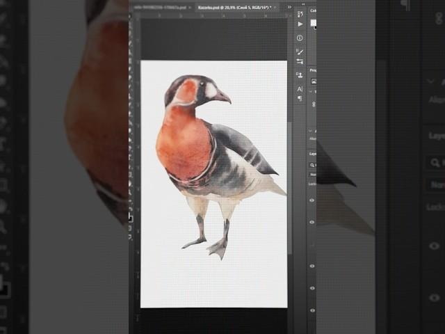 Our artist draws a brant goose and we animate it! #animation #process #watercolor #painting #art