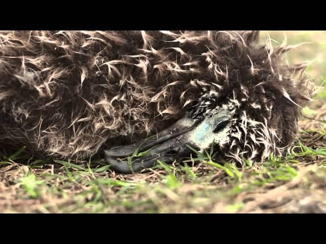 Midway Island -Unbelievable video about albatross on Midway Island and the plastic we consume.