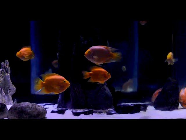 Relaxing AQUARIUM with Lovely Fish and Deep Blue Background | NO Music | 10 Hour Sleep Sound