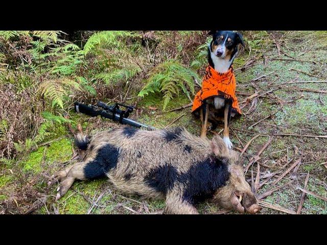 Pig Hunting New Zealand With Big Game Indicating Dogs