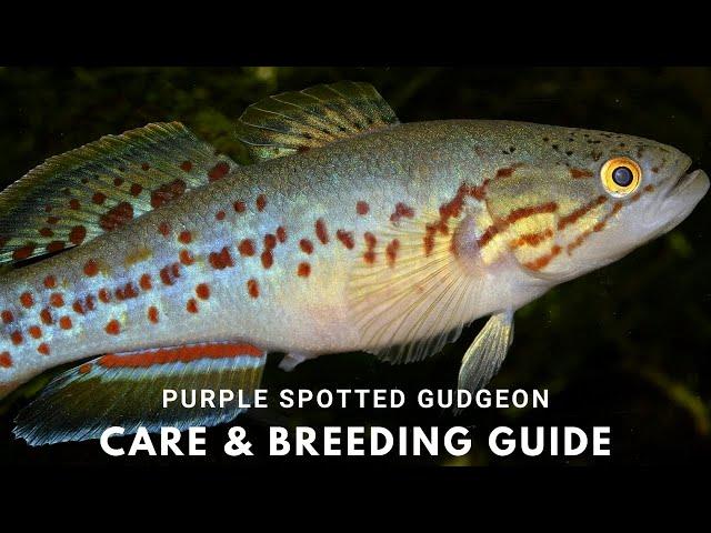 Southern Purple Spotted Gudgeon - The Story of an Extinct Fish - Care and Breeding Guide