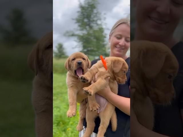 Fox Red Labs are so fun!  #foxredlabrador #puppy #dogbreed #foxredlabs #redlab #labradorretriever