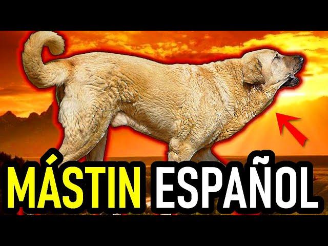 Mastín Español: En Busca del Perro Guardián Perfecto 