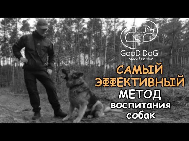 Самый эффективный метод воспитания собак | Good Dog