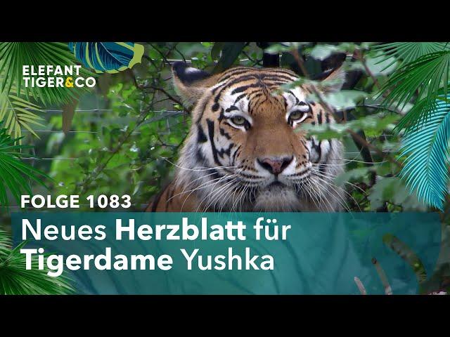 Der Zoo Leipzig hat einen neuen Tiger! (Folge 1083) | Elefant, Tiger & Co. | MDR