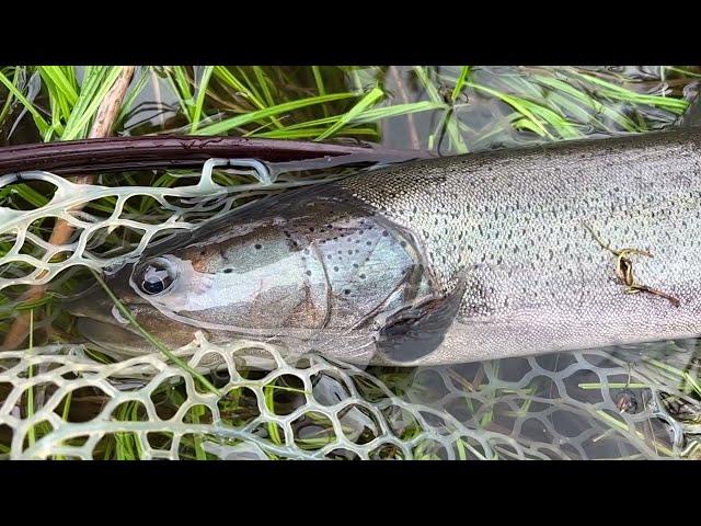 Trailer: Mongolia, un viaggio di pesca epico! Alla ricerca di trote lenok amur e del mitico Taimen