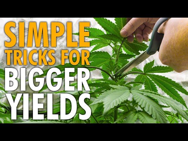 How To Train Cannabis For Bigger Yields – Easy Guide