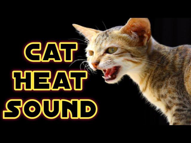 Cat in Heat| Male Cat Calling Female | Cat Sound | Cat Mating Call Sounds | Cat Voice | Cat Meeting