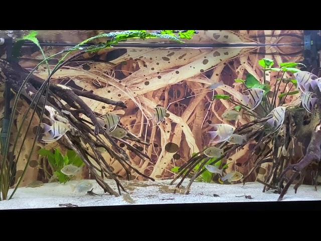 Pterophyllum Leopoldi-Altum Angelsfish And Metynnis maculatus