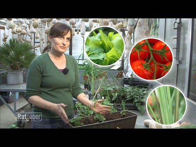 Gemüseanbau auf dem Balkon - Kein Garten mehr nötig? | ratgeber