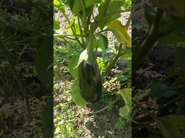 Баклажан Эпик Ф1