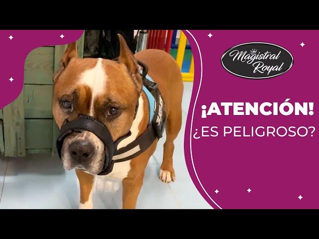 ¿PERRO PELIGROSO en la Peluquería? - Magistral Royal