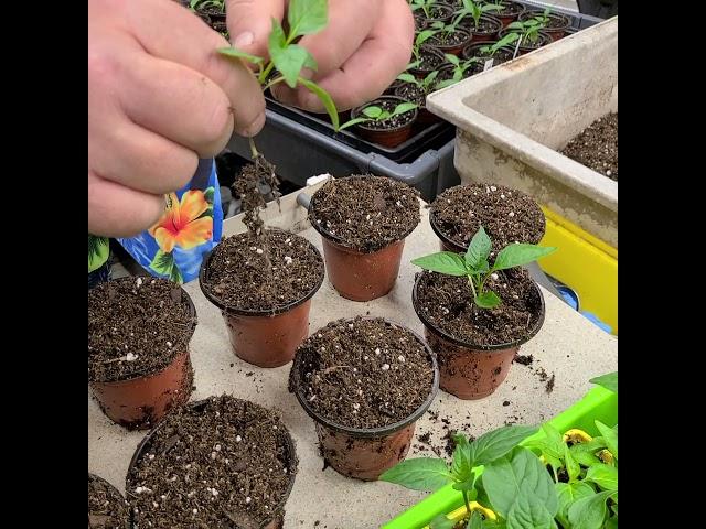 Transplanting pepper seedling