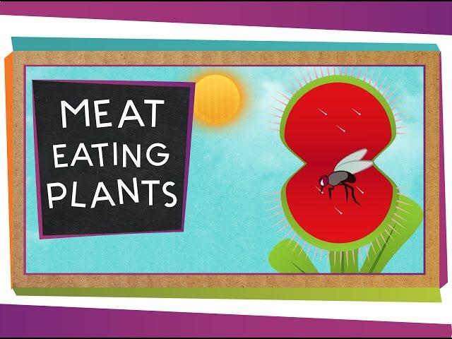 Meat-Eating Plants | Botany for Kids | SciShow Kids