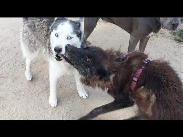 A Wolf Wishes Dogs Would be Her Friend