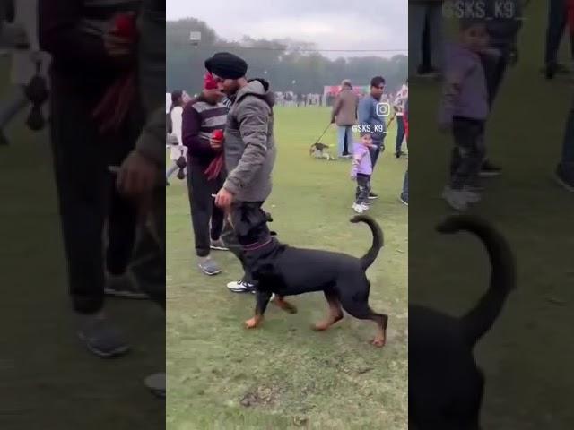 #Rottweiler Delhi dog show obedience training#