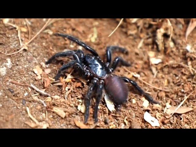 New funnel-web species nicknamed 'Big Boy' discovered in NSW