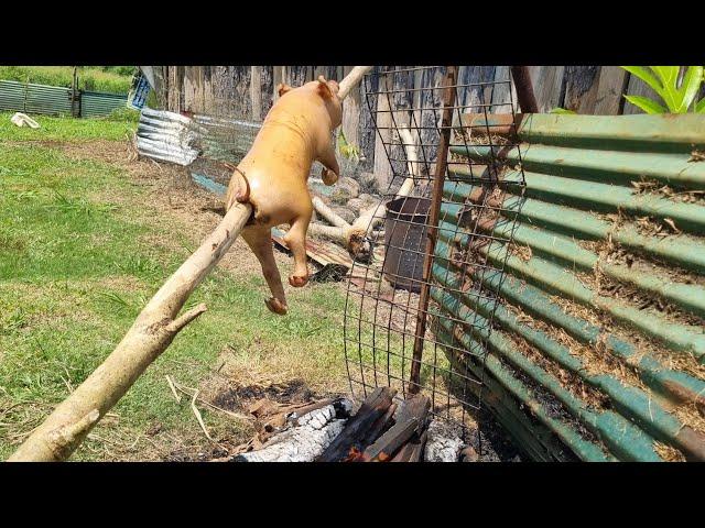 Spitting a pig in Eua Tonga 