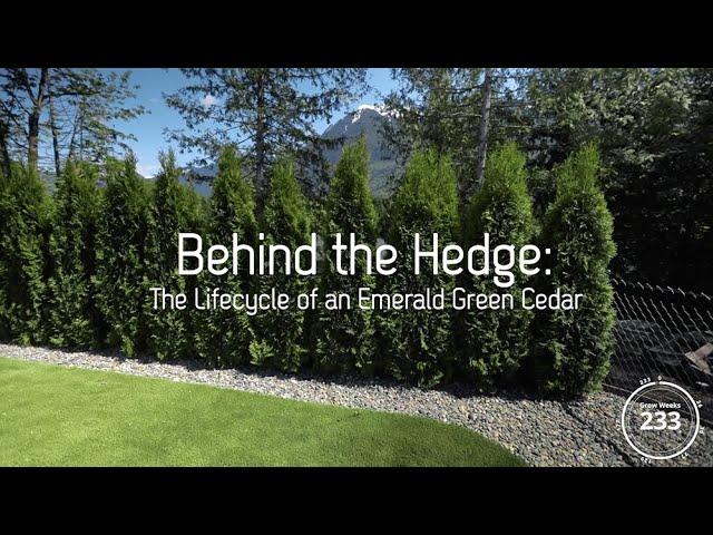 Behind the Hedge: The lifecycle of an Emerald Green Cedar