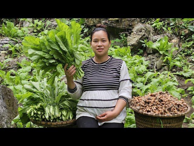 Ly Thi Ca Is 8 Months Pregnant - Harvesting Turmeric & Green Vegetables Goes to market sell