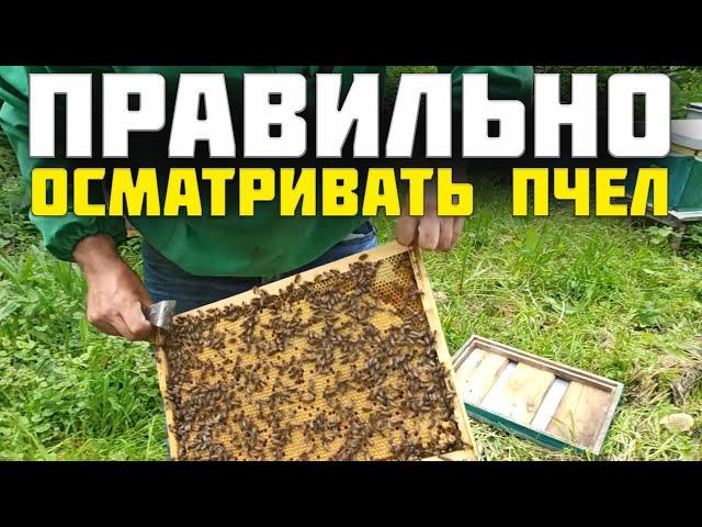 Пчеловодство для начинающих осмотр пчелиных семей на пасеке. Осмотр пчел пчеловодом