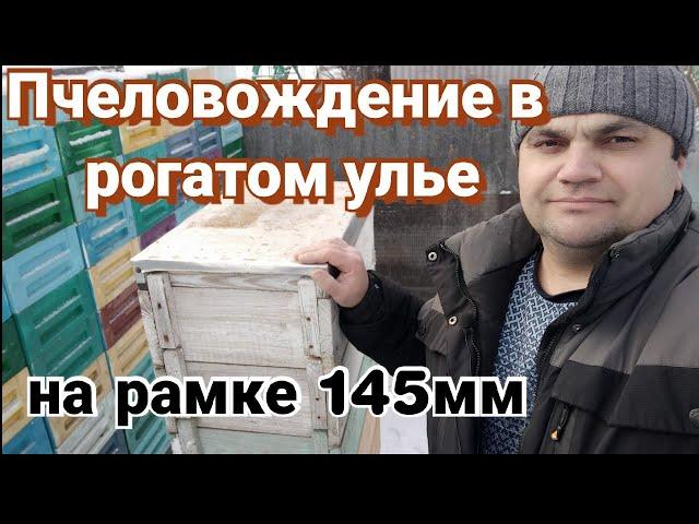 Методика пчеловождения в рогатом улье на 145 рамку.