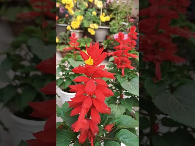 Salvia Flower#shrots #garden #beautyfulgarden