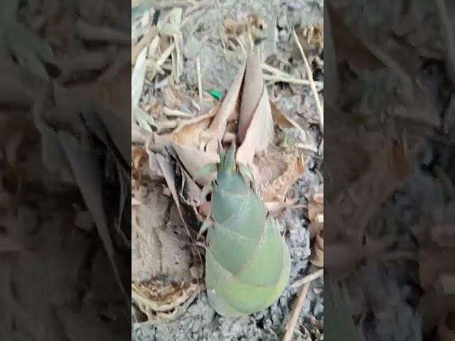 stunning bamboo shoots coming out in the rainy season #nature #satisfying #garden #plants #rurallife