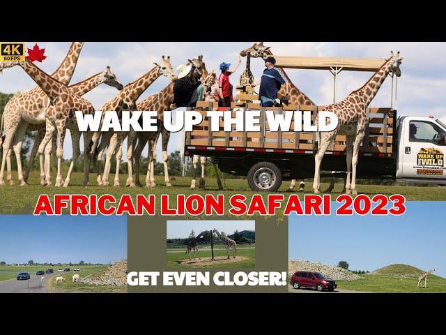 WAKE UP THE WILD IN AFRICAN LION SAFARI 2023 #lionsafari #ontariocanada