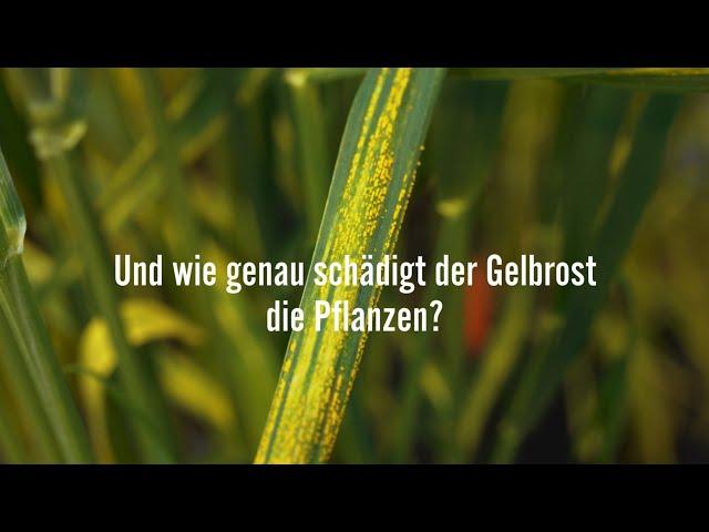 Forschungsprojekt PILTON - Infektion mit Gelbrost