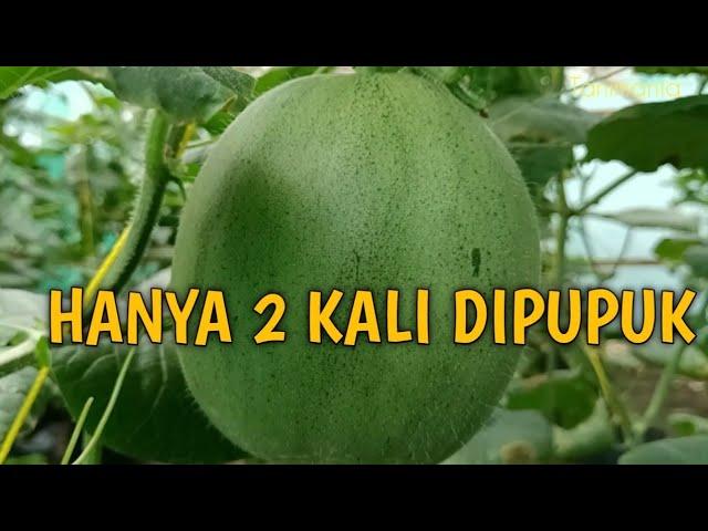 Tanaman melon hanya dipupuk 2 kali tapi buahnya banyak