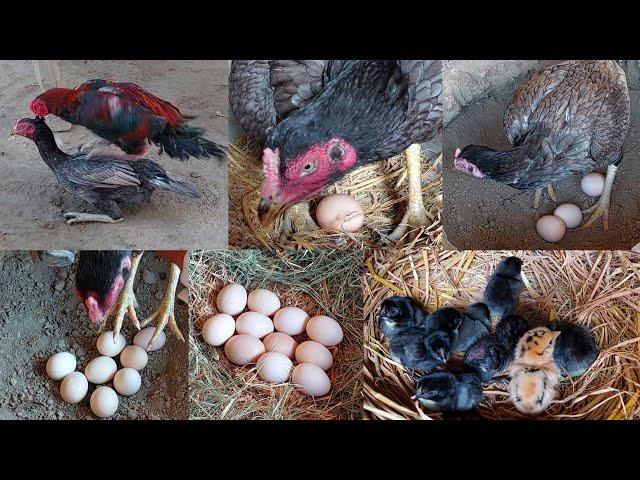 A hen and a chick || Put eleven eggs under the hen