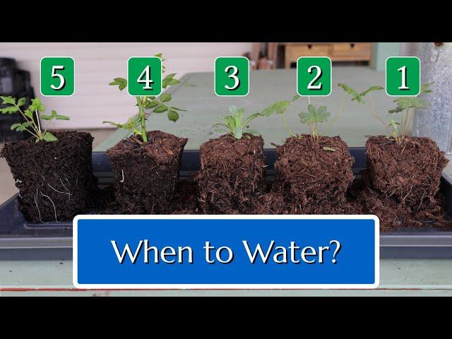 When to Water Plants