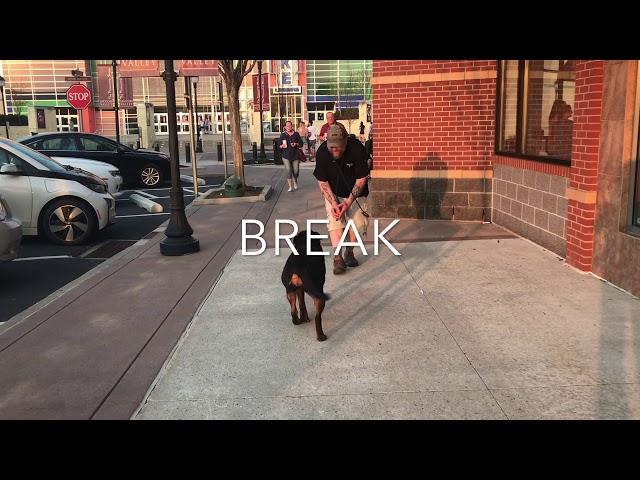 Lehigh Valley Dog Trainers ||| OLK9 Lehigh Valley ||| 1 Year Old Rottweiler, Addie