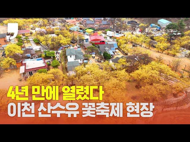 [영상스케치] 2023 이천백사 산수유꽃축제 현장